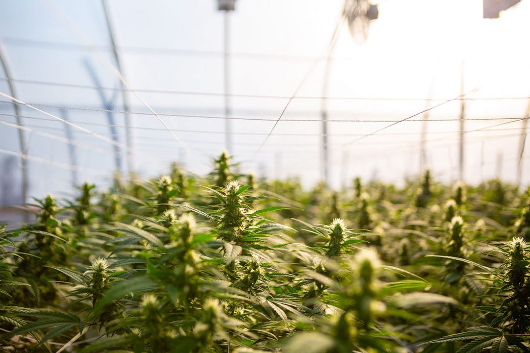 cbd oil